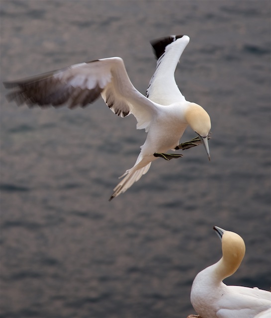 Regina sailing gannet